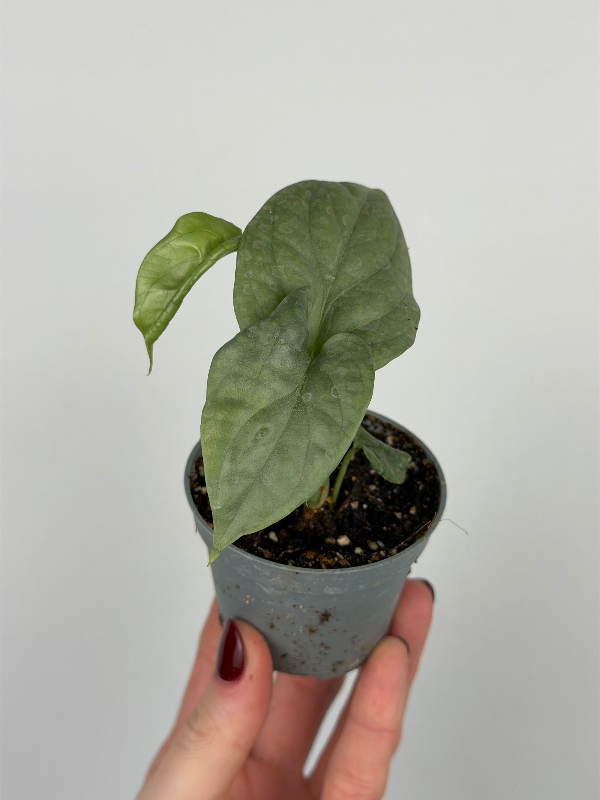 Amydrium Medium Silver | Pixel