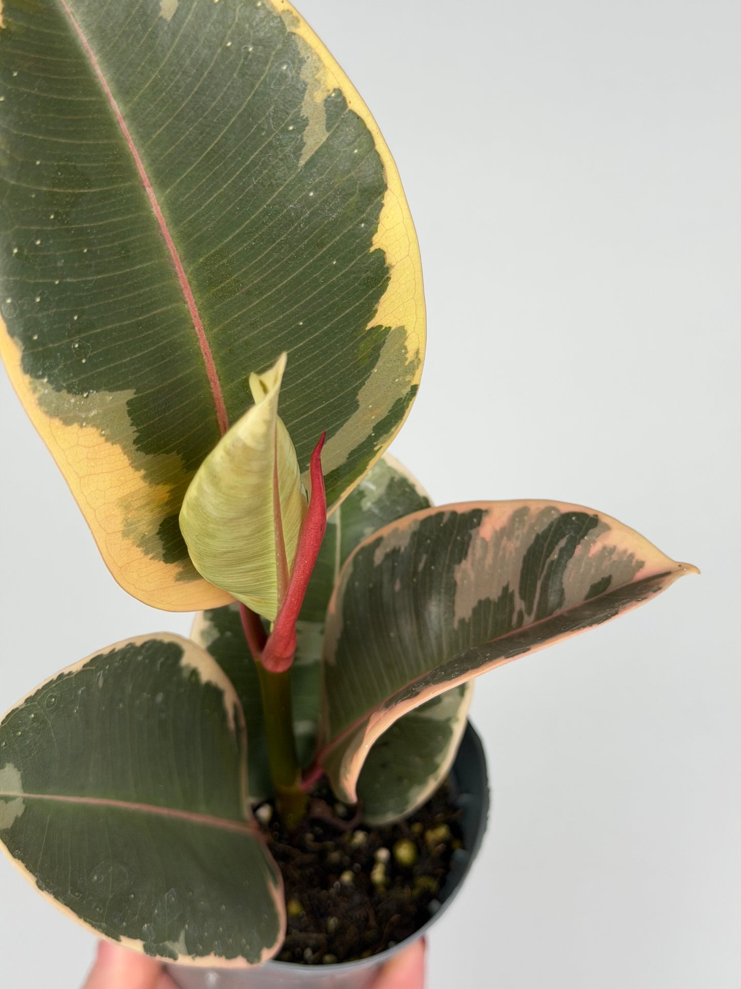 Ficus Elastica 'El Tineke'