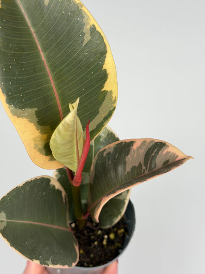 Ficus Elastica 'El Tineke'