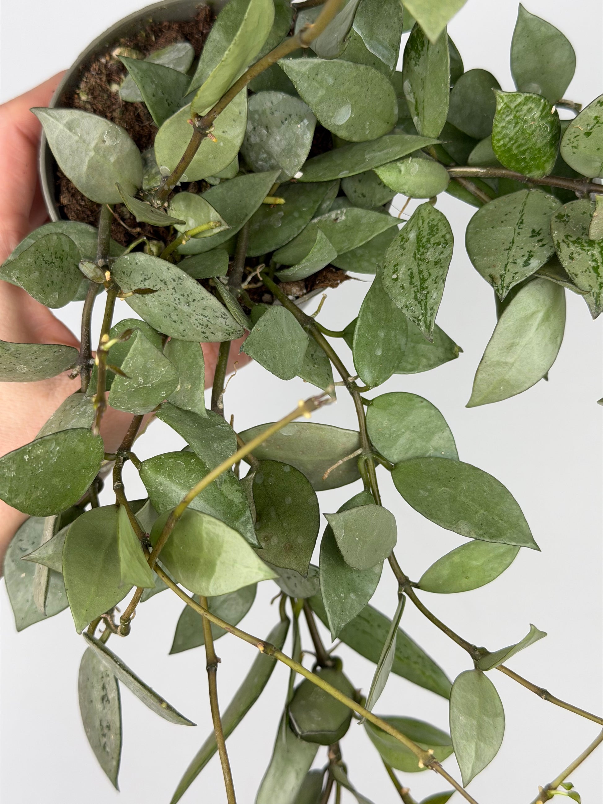 Hoya Krohniana 'Eskimo' Hoya Tropical Corner