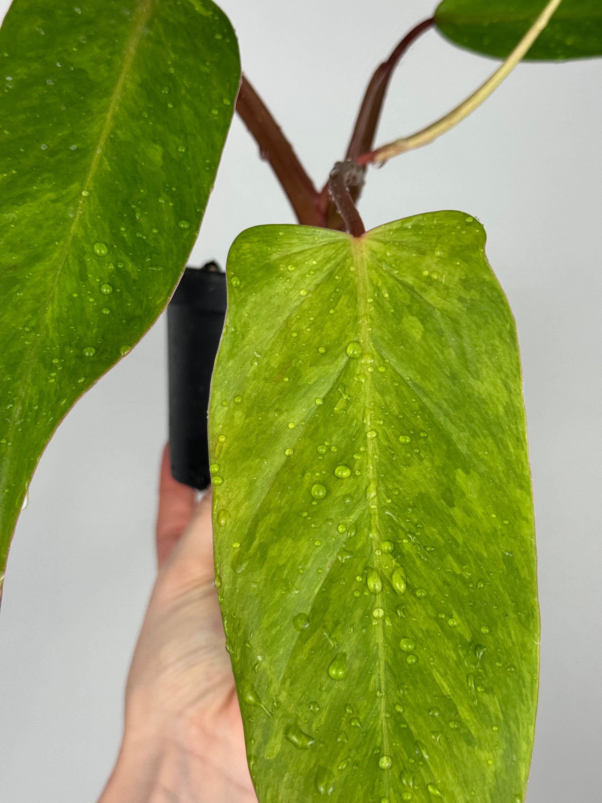 Philodendron Painted Lady | Jamie