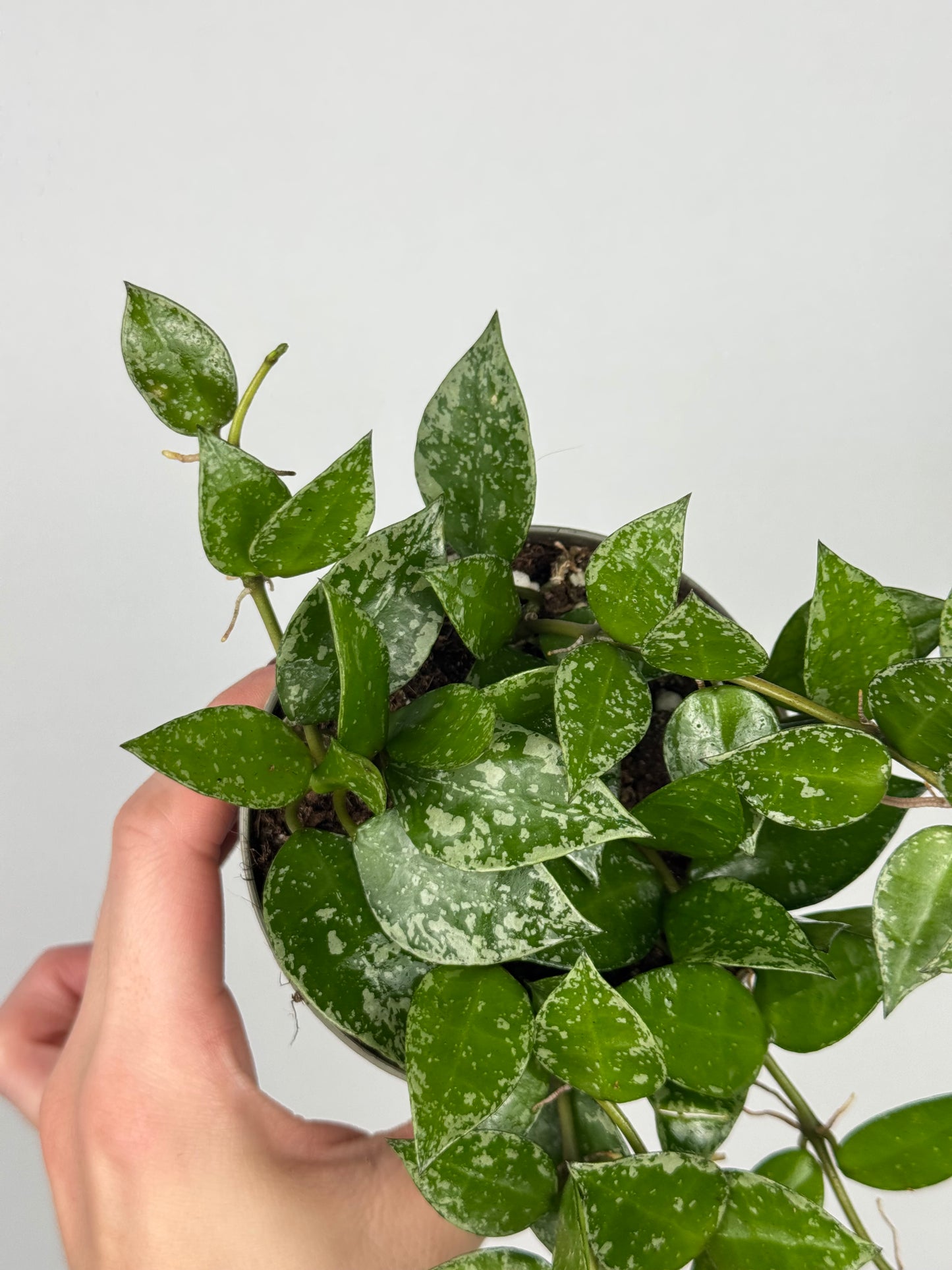 Hoya Krohniana 'Splash'