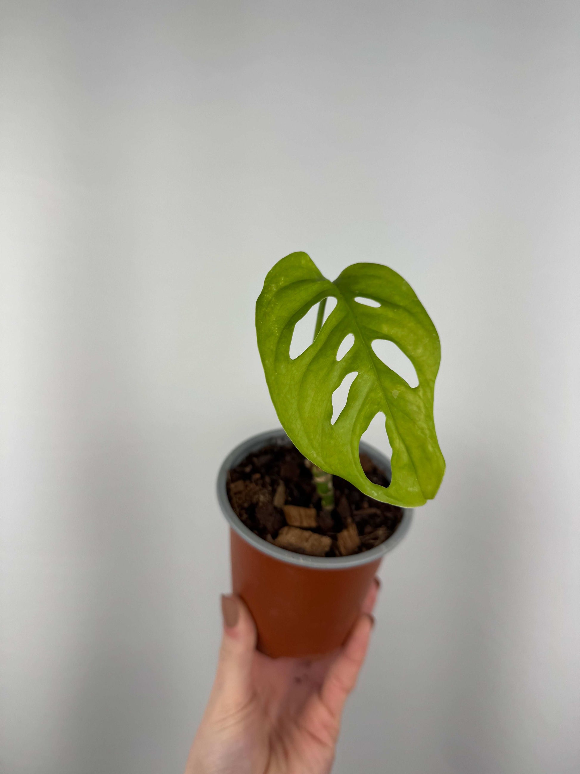 Monstera Adansonii | Chloe