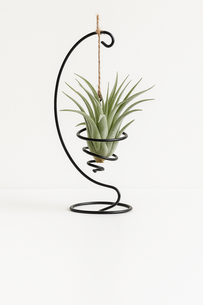Supporto completo per Tillandsie Supporto per piante Tropical Corner