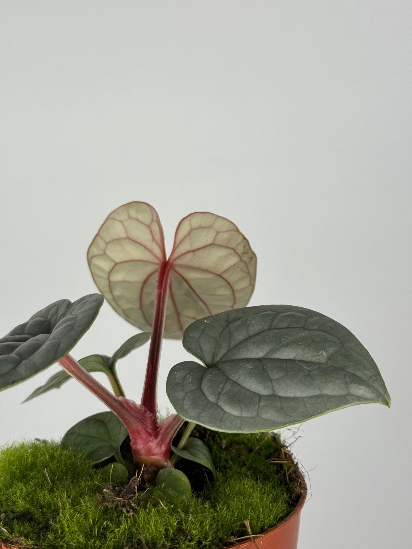 Anthurium Luxurians
