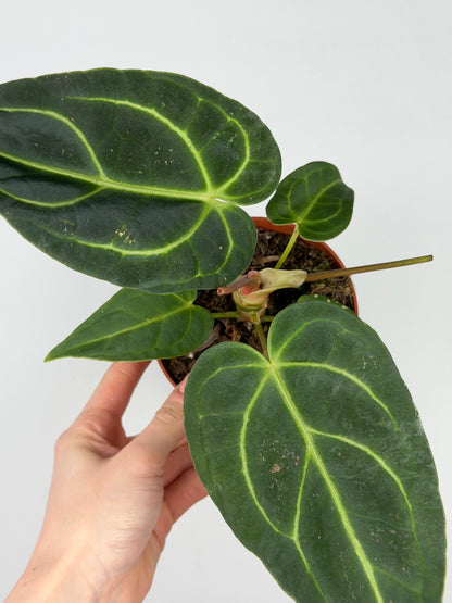Anthurium Regale Anthurium Tropical Corner