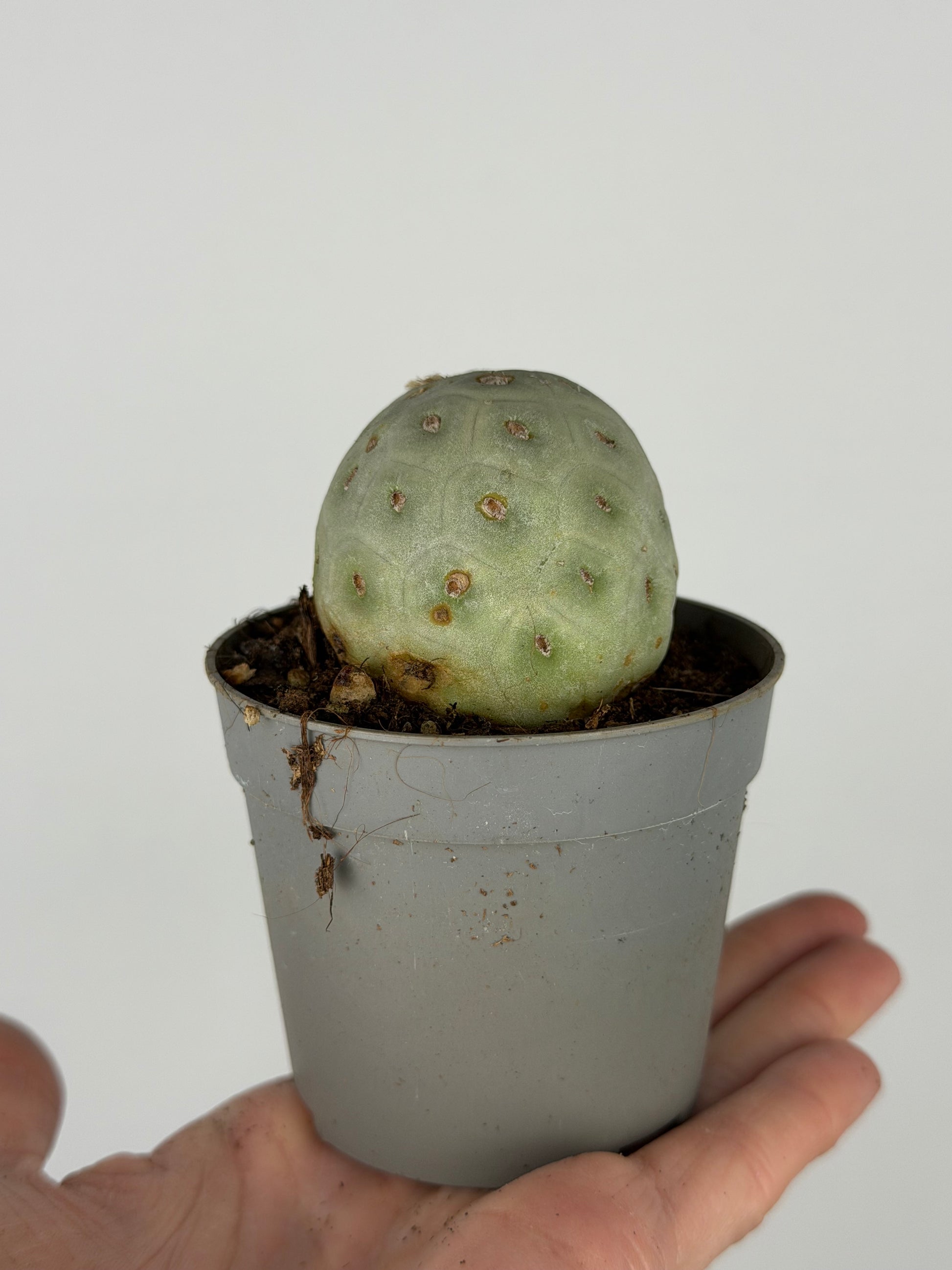 Tephrocactus Geometricus | Jemmy