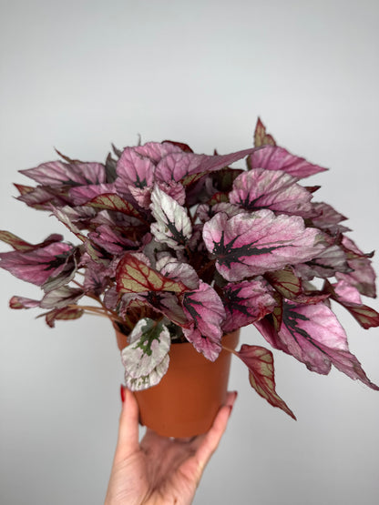 Begonia Rex “Indian Summer”