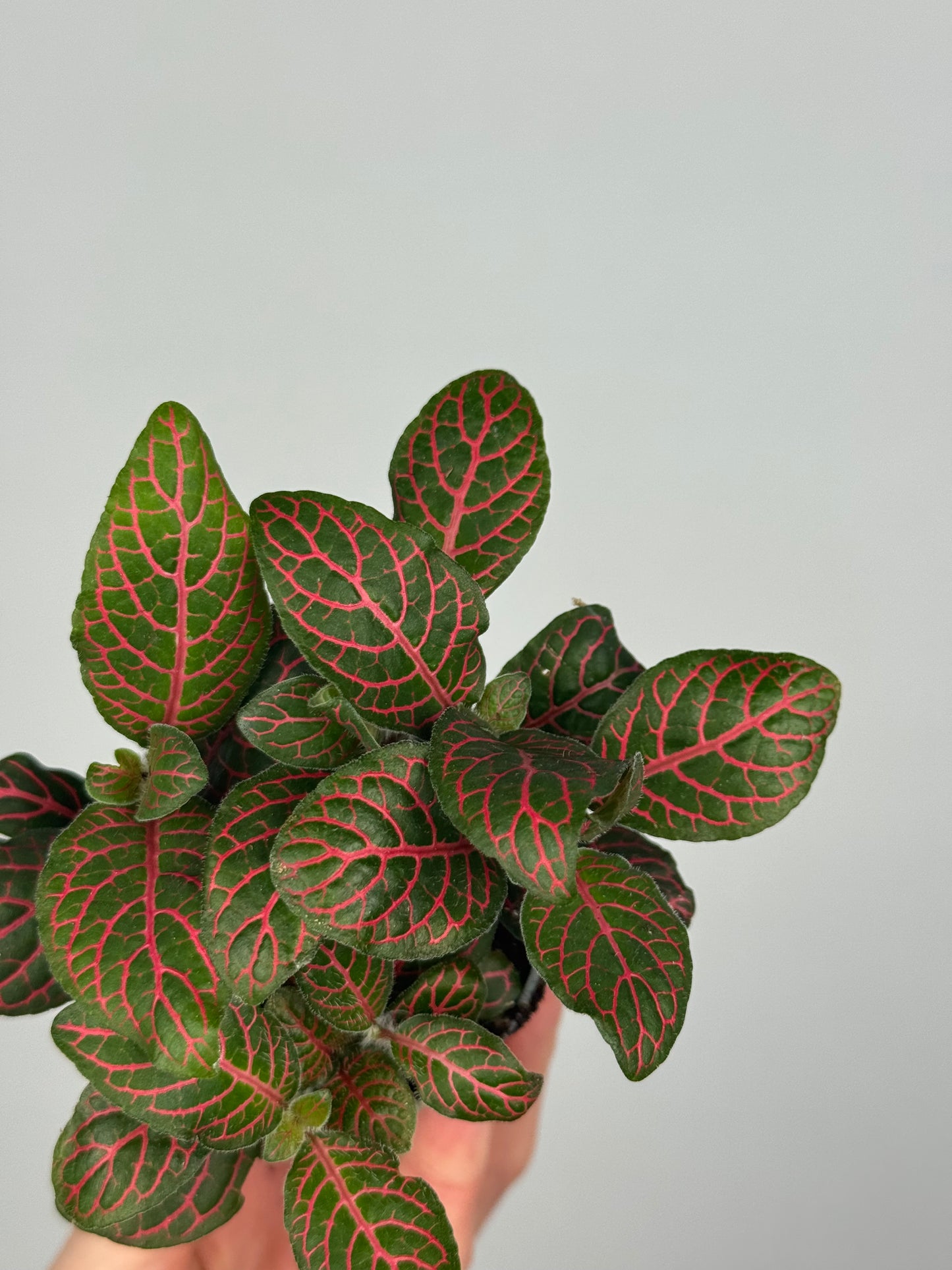 Fittonia verschaffeltii 'Red Star'