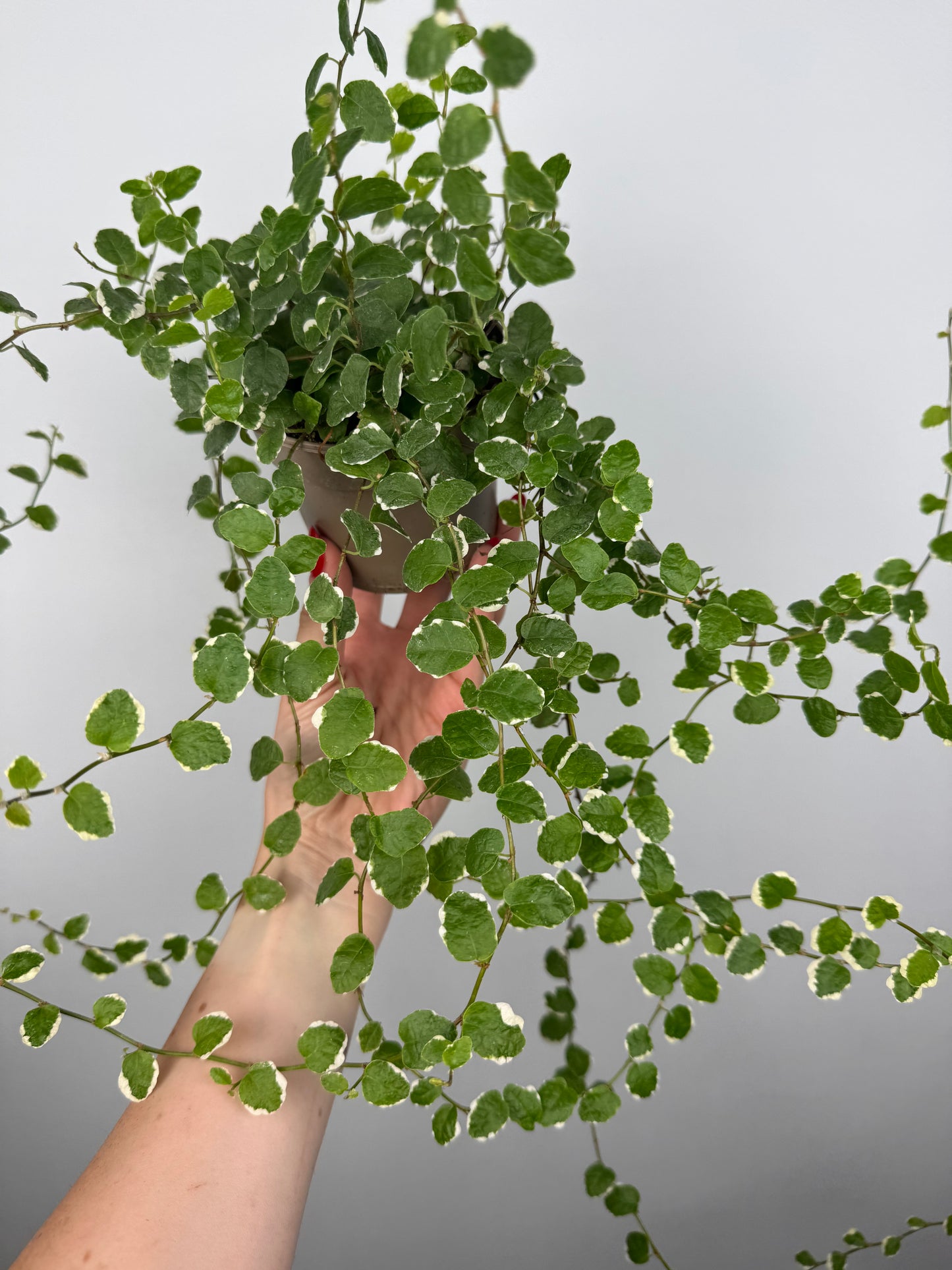 Ficus Pumila “White Sunny”