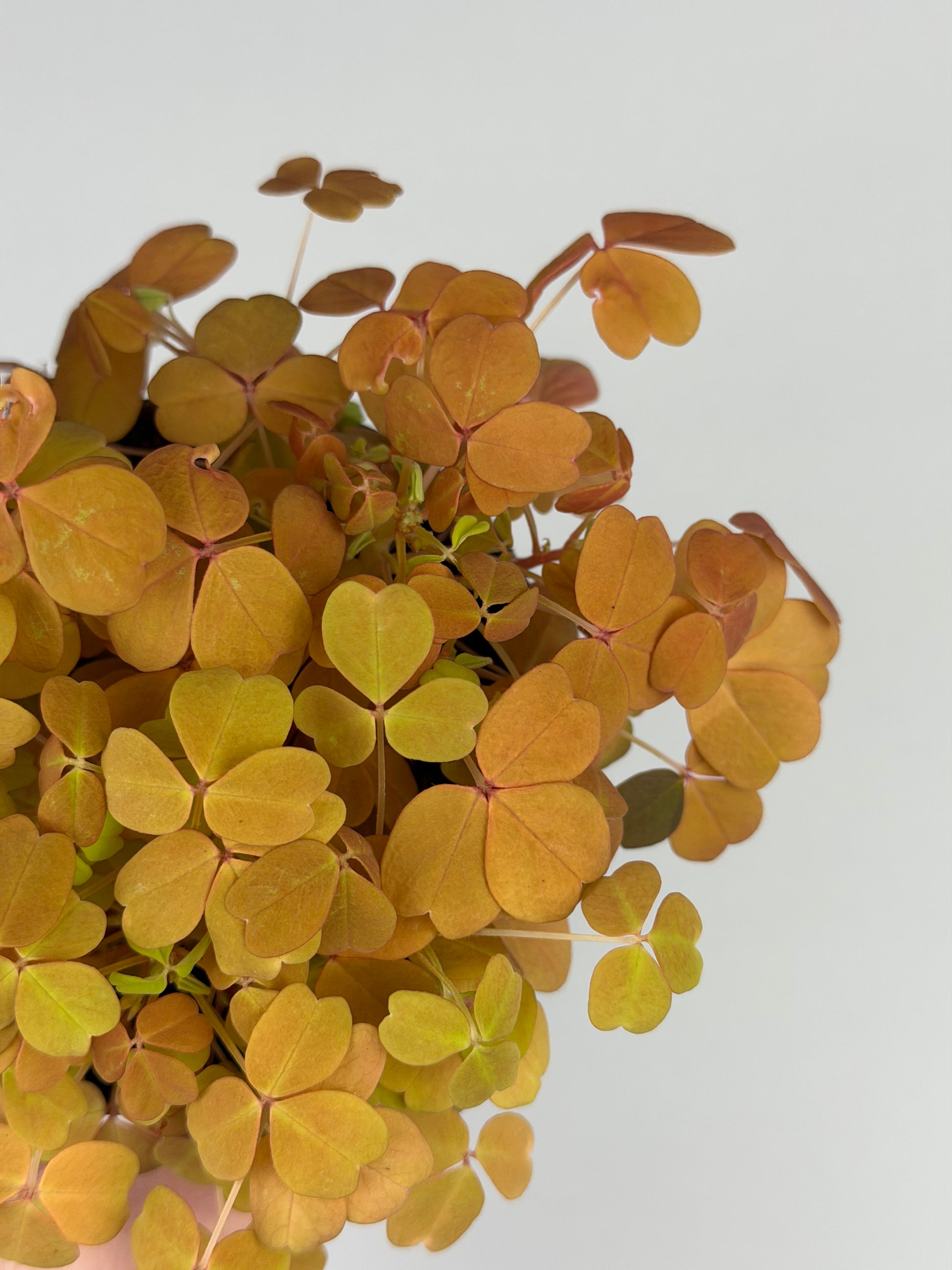 Oxalis Vulcanicola 'Sunset Velvet' Oxalis Tropical Corner