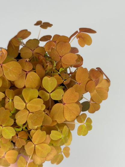 Oxalis Vulcanicola 'Sunset Velvet' Oxalis Tropical Corner