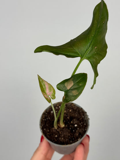 Syngonium Pink Splash | Sam