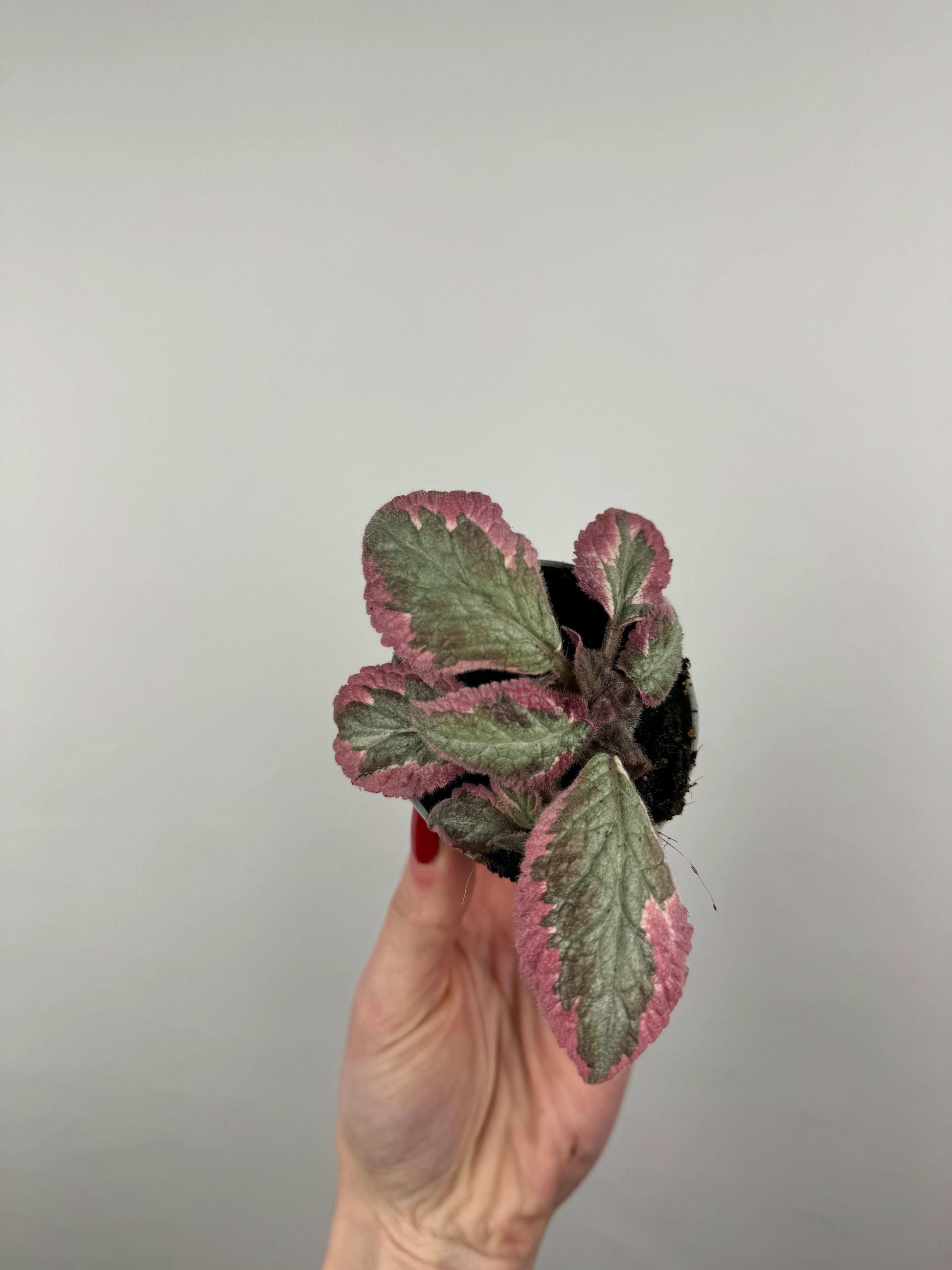 Episcia “Pink Brocade”
