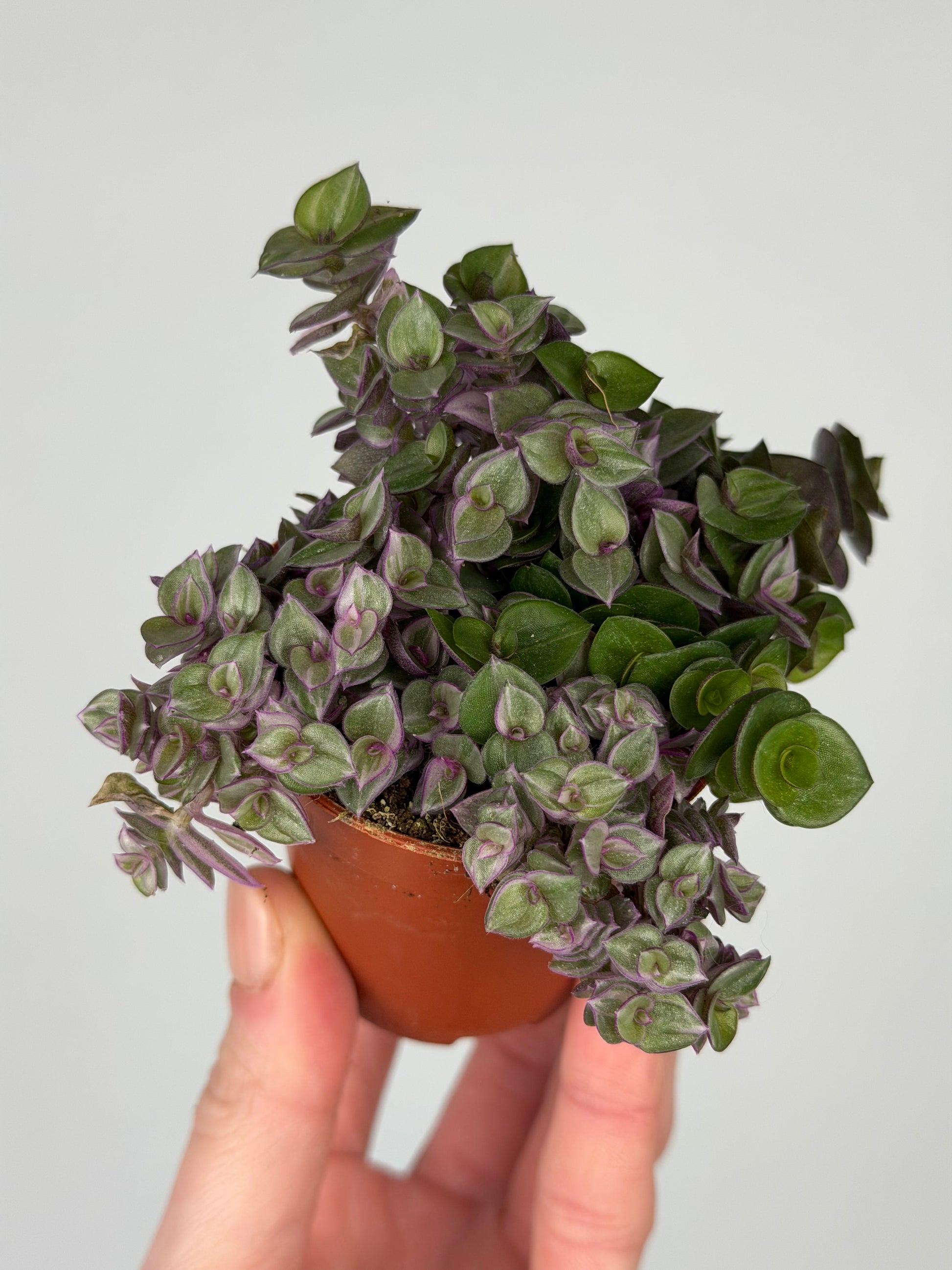Callisia 'Pink Panther' Tradescantia Tropical Corner