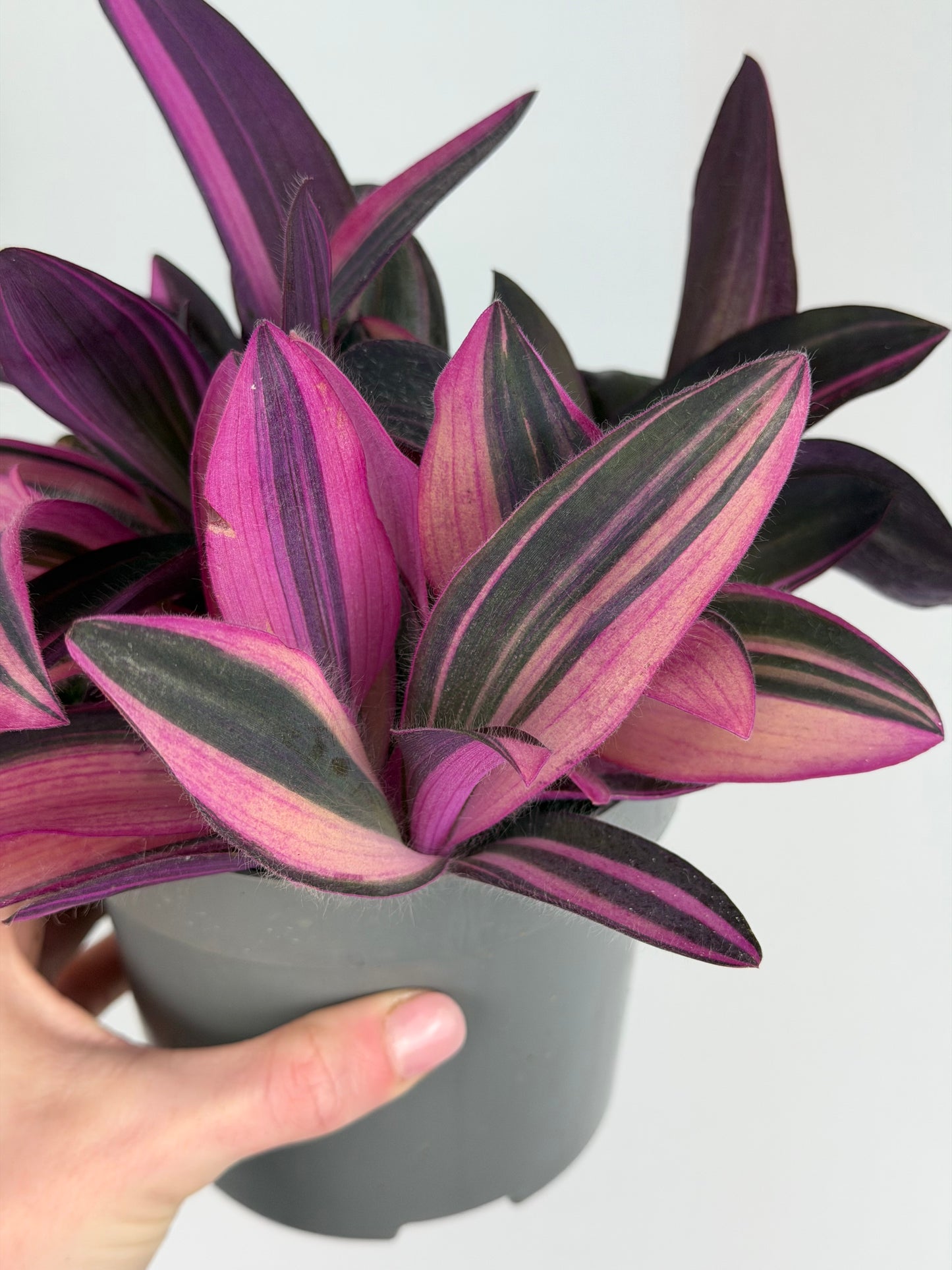 Tradescantia 'Purple Heart' Pink Stripe Tradescantia Tropical Corner