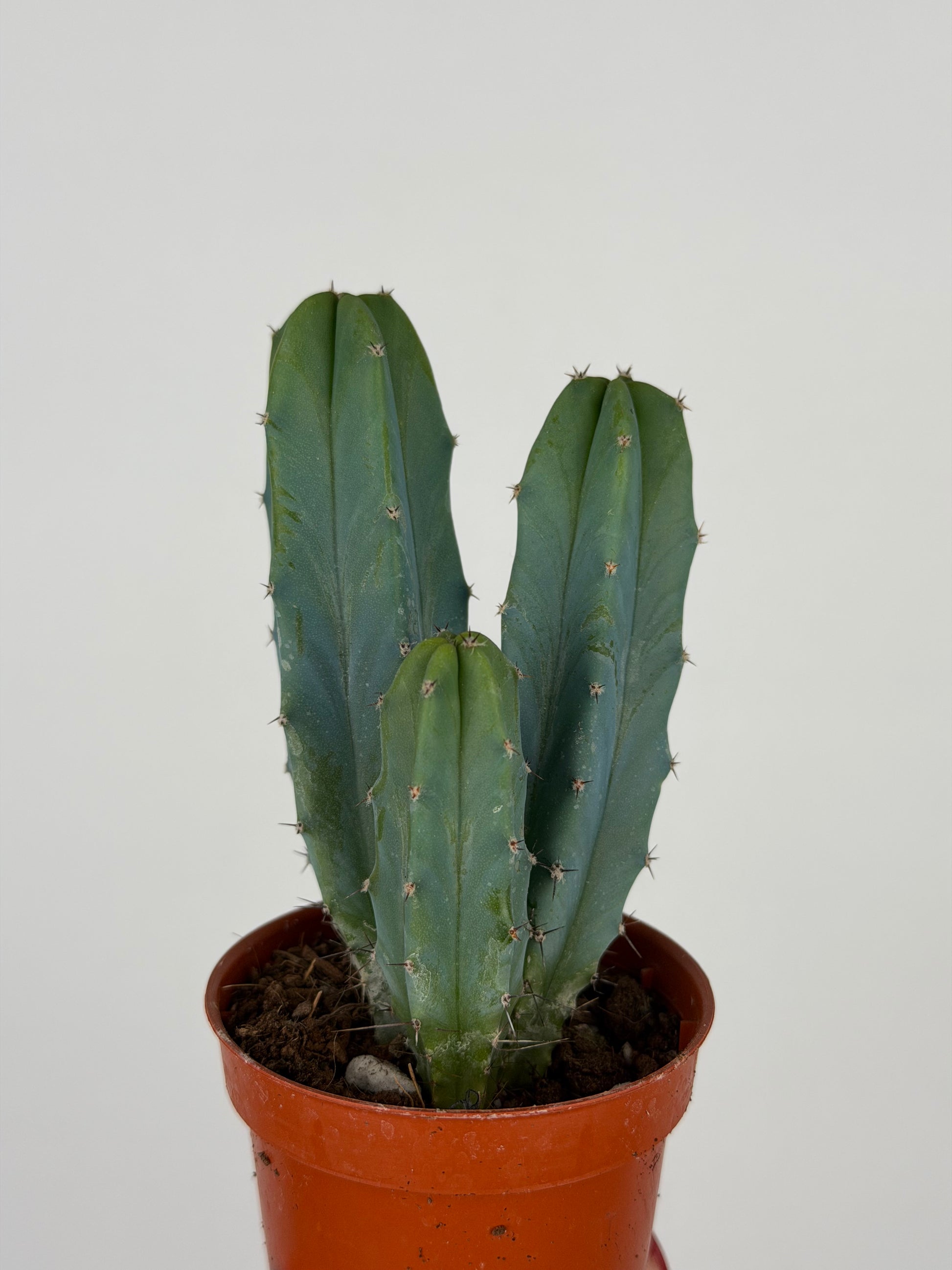 Myrtillocactus geometrizans