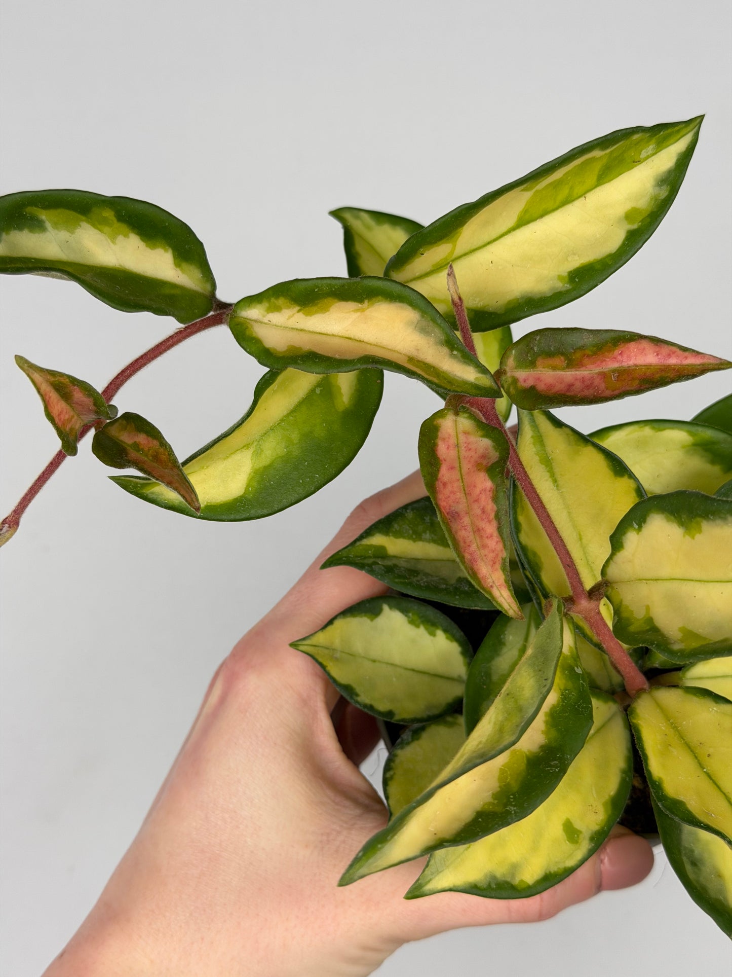 Hoya Tricolor Hoya Tropical Corner