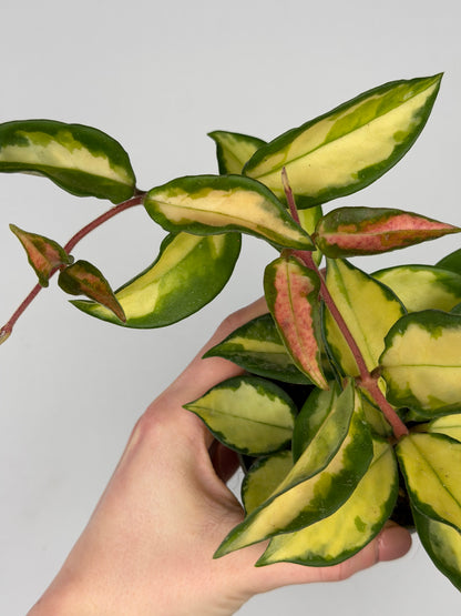 Hoya Tricolor Hoya Tropical Corner