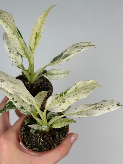 Rhaphidophora Puberula 'Variegata' Rhaphidophora Tropical Corner