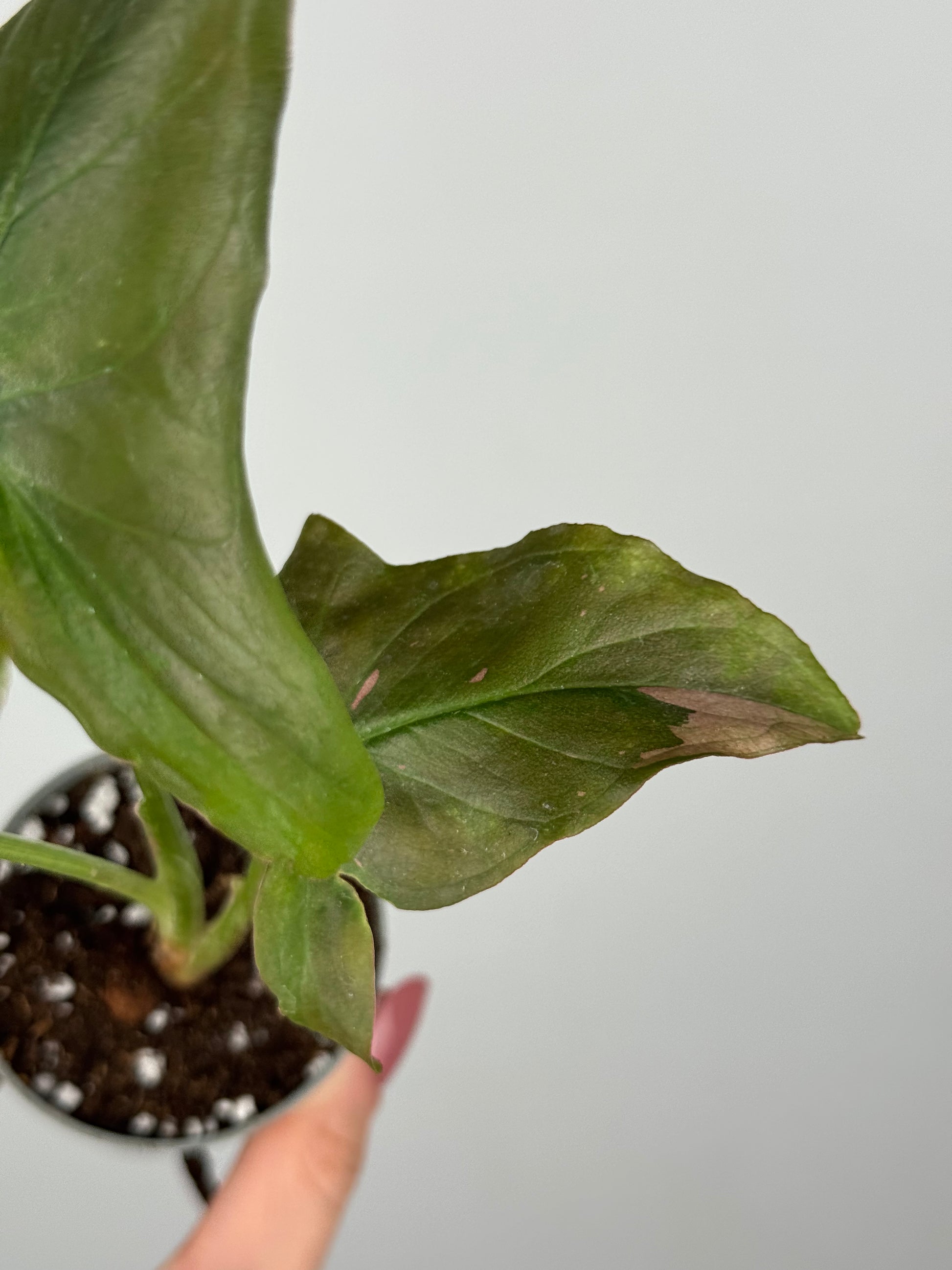 Syngonium Pink Splash | Kiran