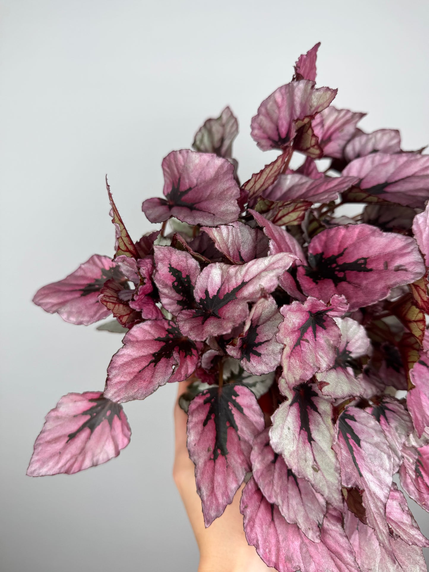 Begonia Rex “Indian Summer”