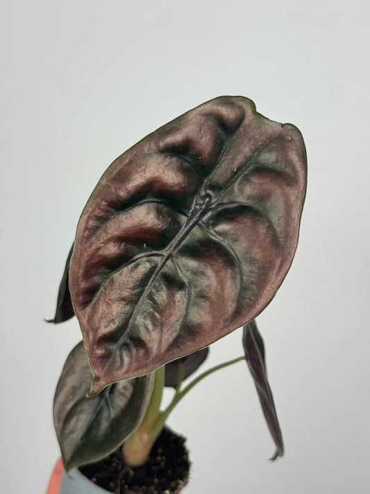 Alocasia Cuprea “Red Secret”