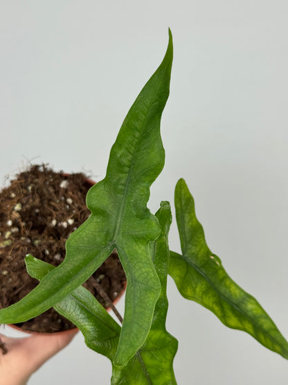 Alocasia Sabrina Narrow