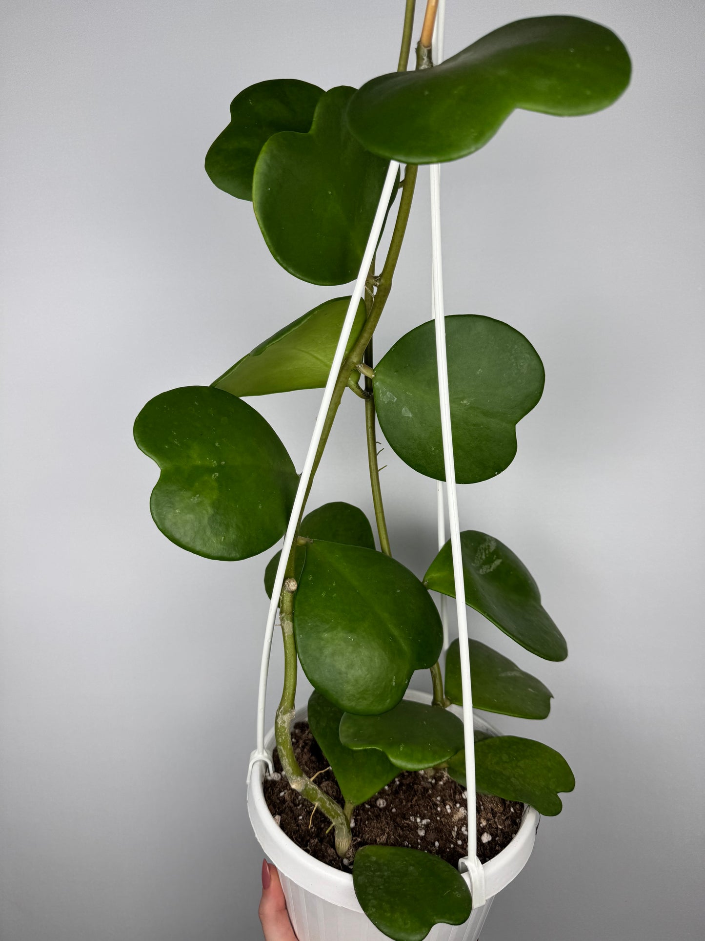 Hoya Kerrii