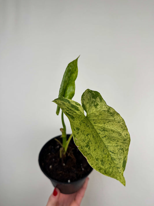 Syngonium “Mottled Mojito” | Marco