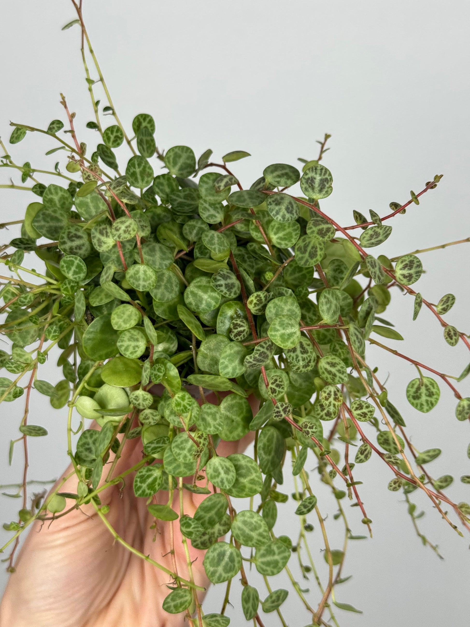Peperomia Prostrata