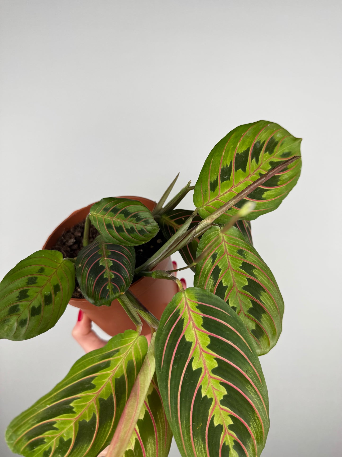 Maranta Leuconeura Fascinator | Ginevra