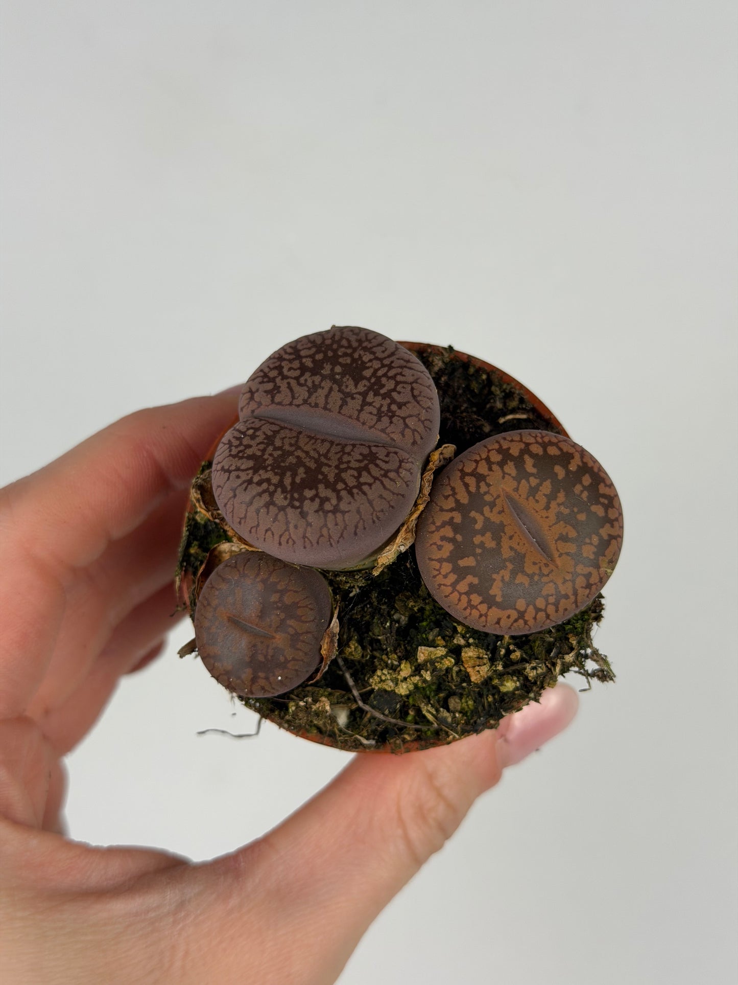 Lithops Tropical Corner