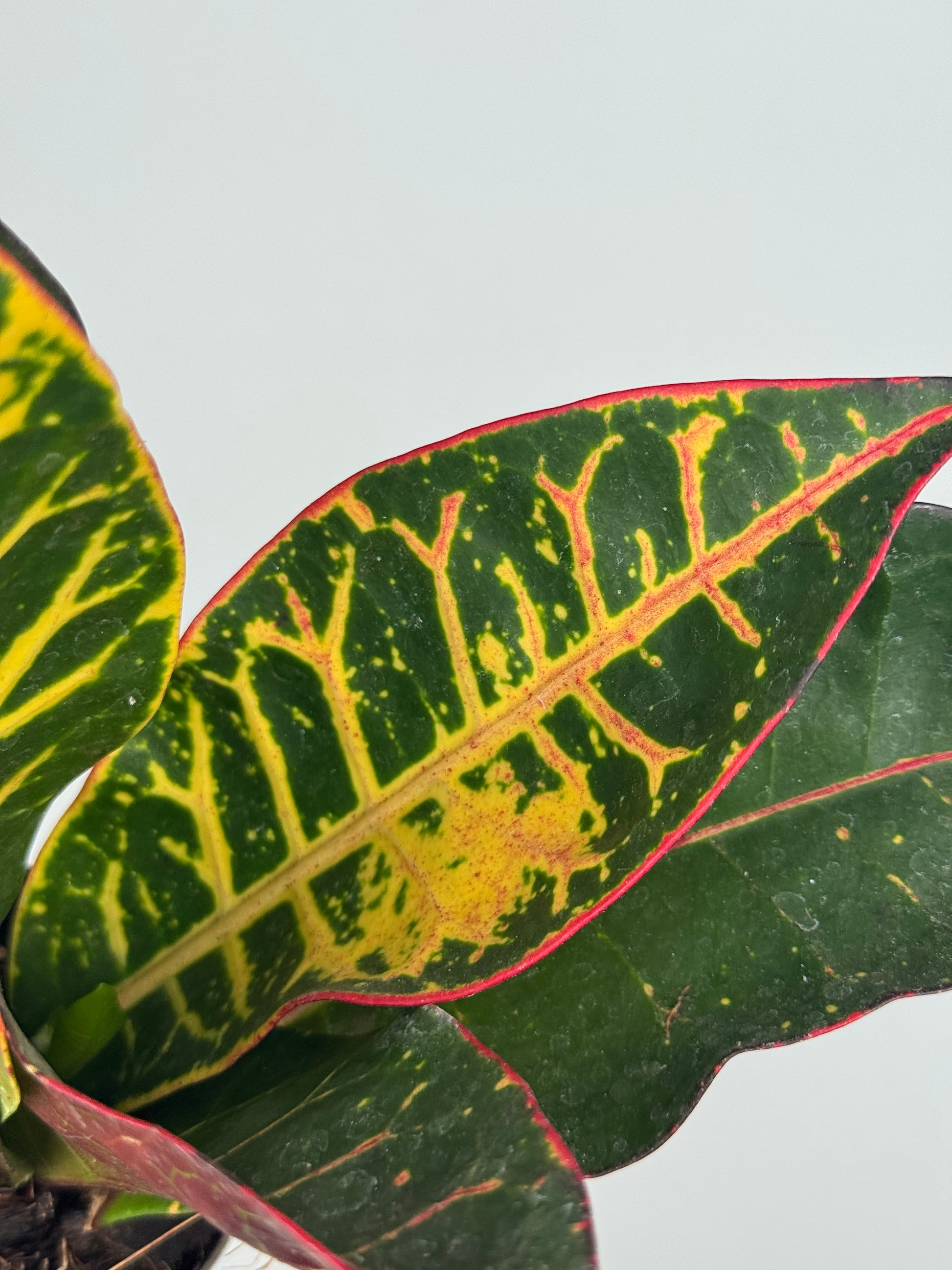 Codiaeum variegatum “Petra”