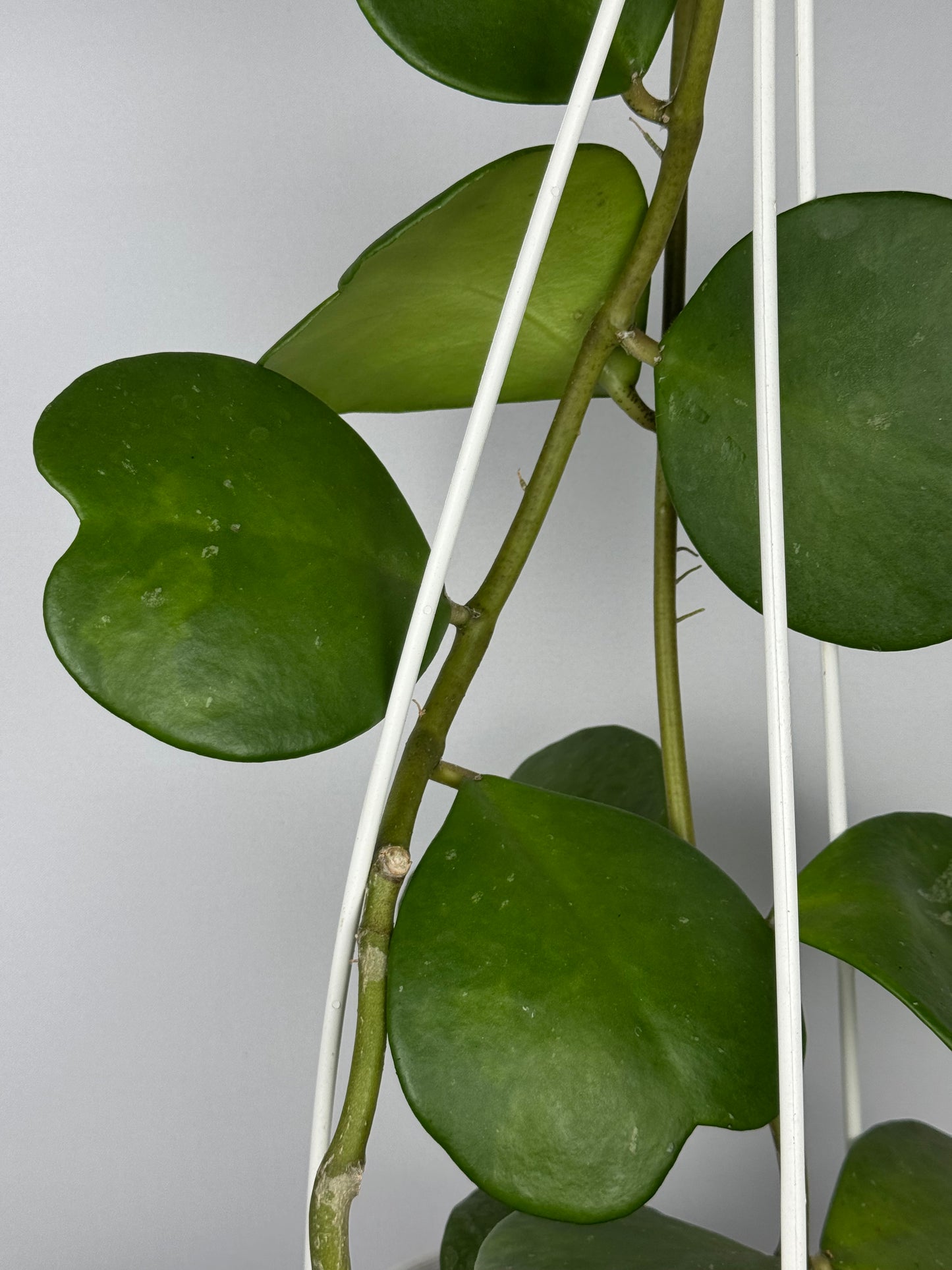Hoya Kerrii