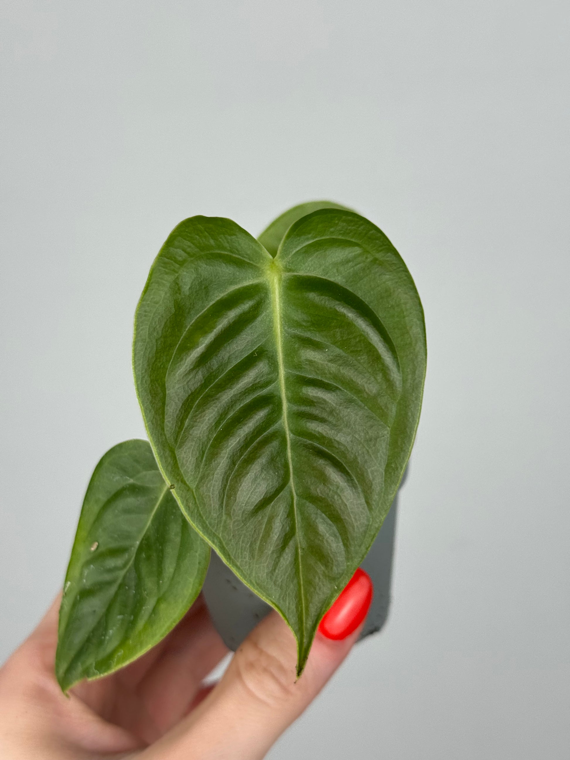 Anthurium Veitchii