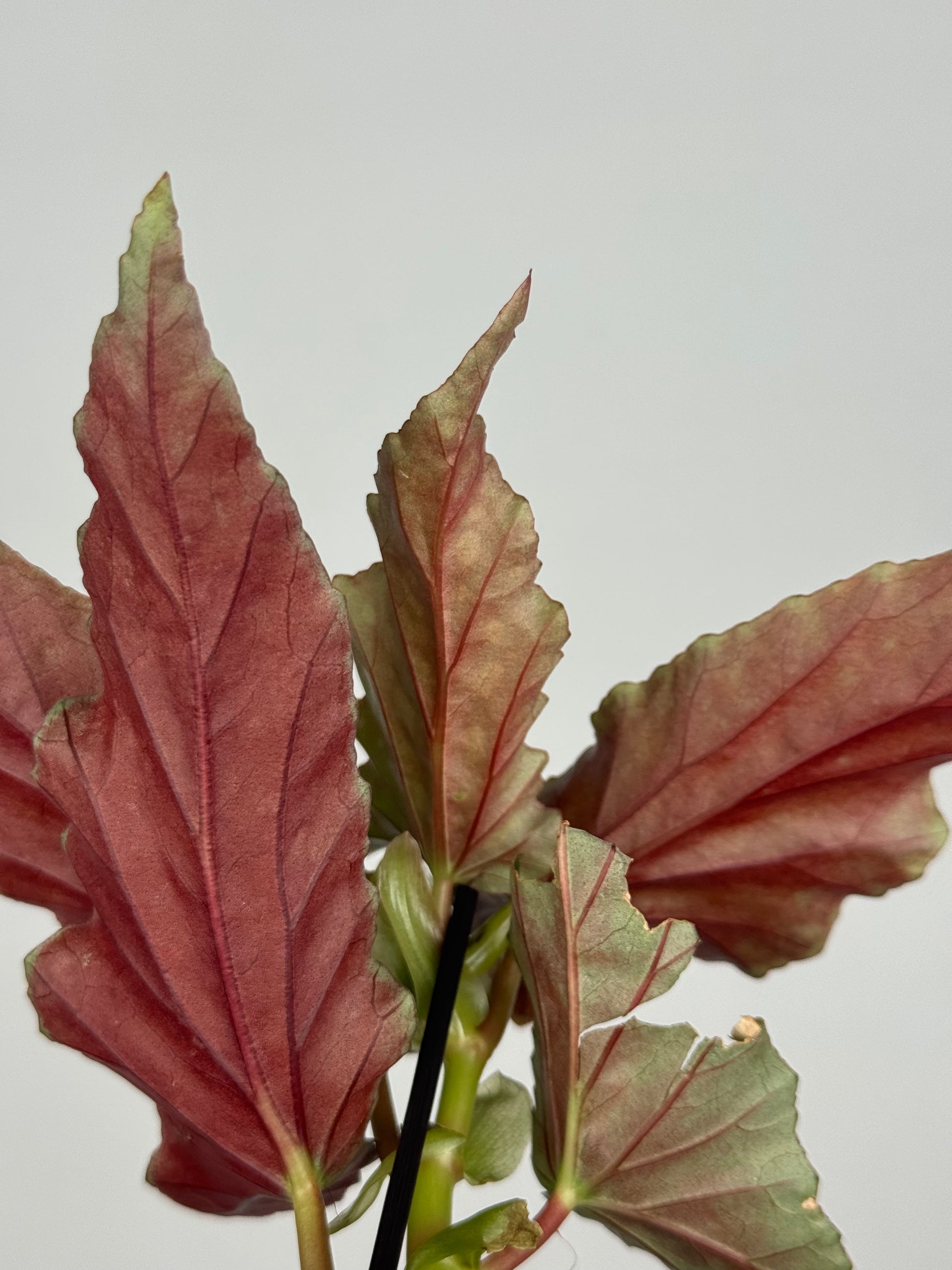 Begonia Maculata “Spotlight Green”
