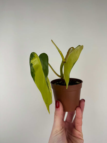 Philodendron Scandens Brasil