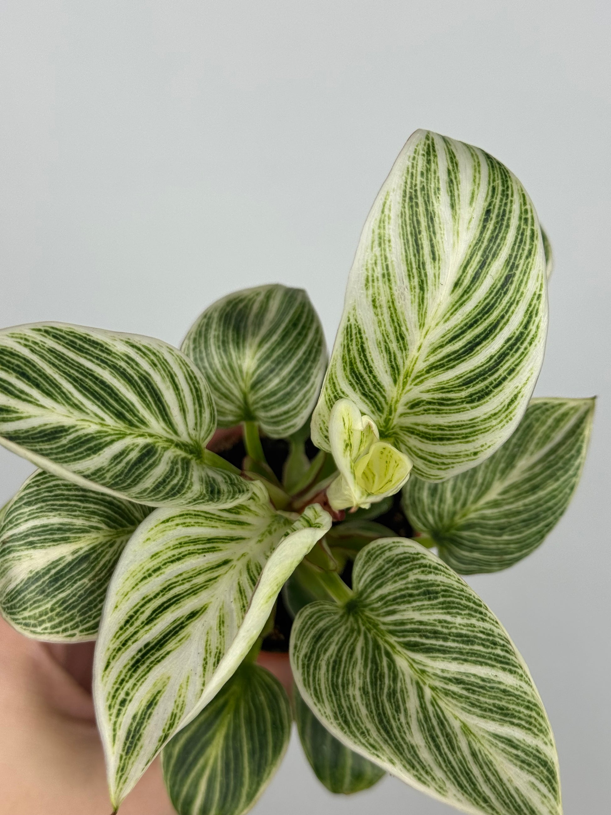 philodendron white measure Philodendron 'White Veins' – Tropical Corner