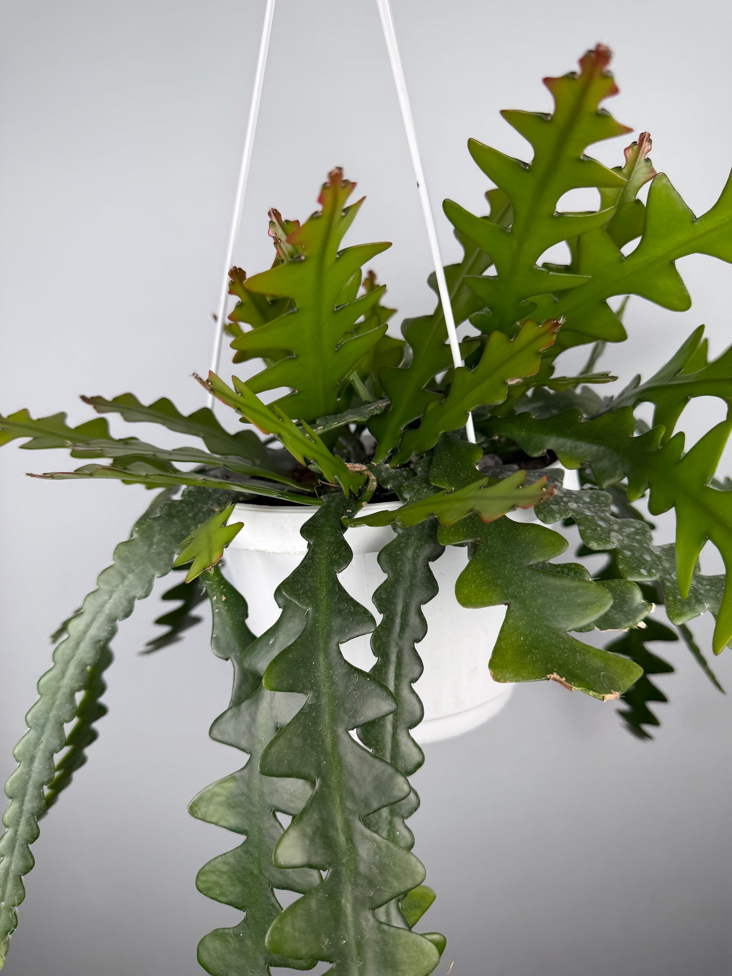 Selenicereus Anthonyanus Epiphyllum Tropical Corner