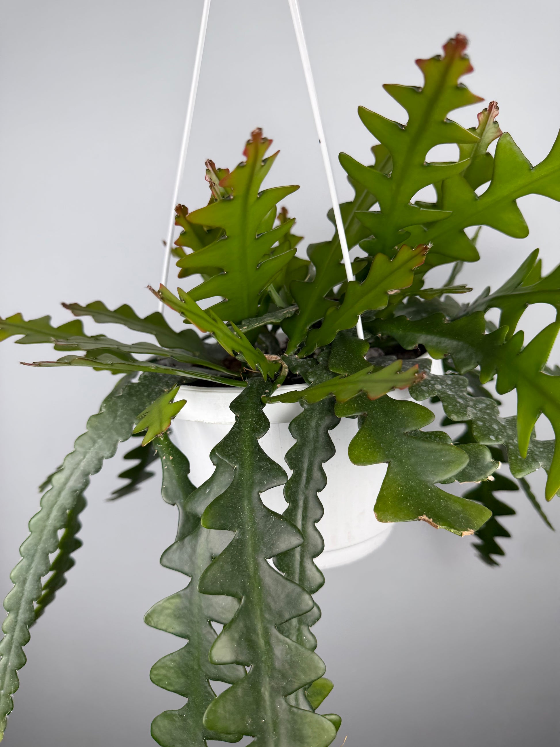 Selenicereus Anthonyanus Epiphyllum Tropical Corner