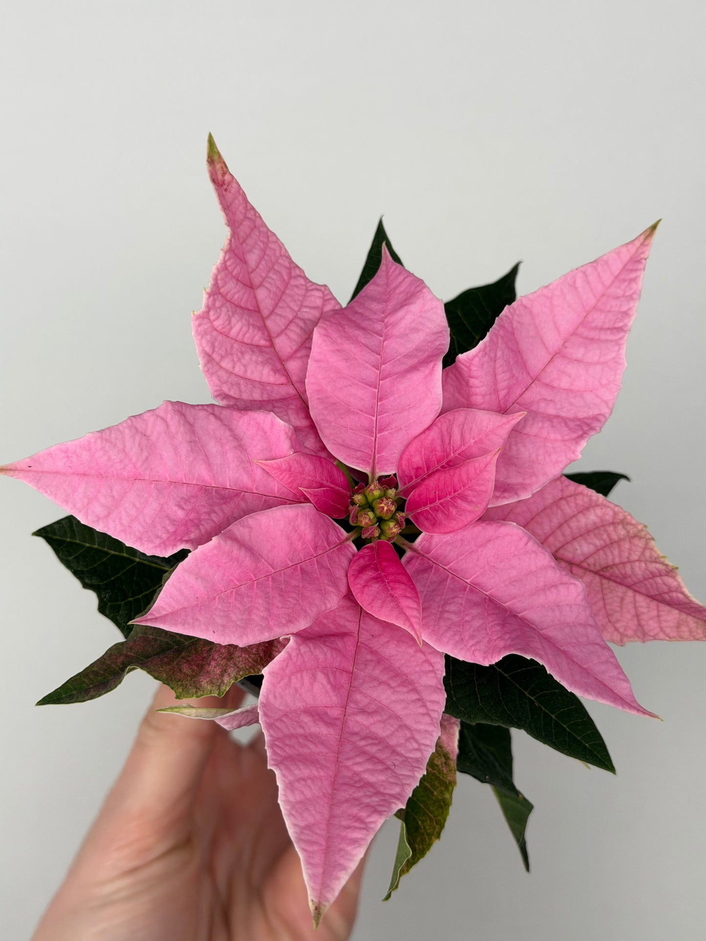 Euphorbia pul. Princettia Pink