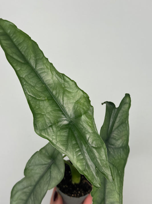 Alocasia heterophylla 'Dragon's Breath'
