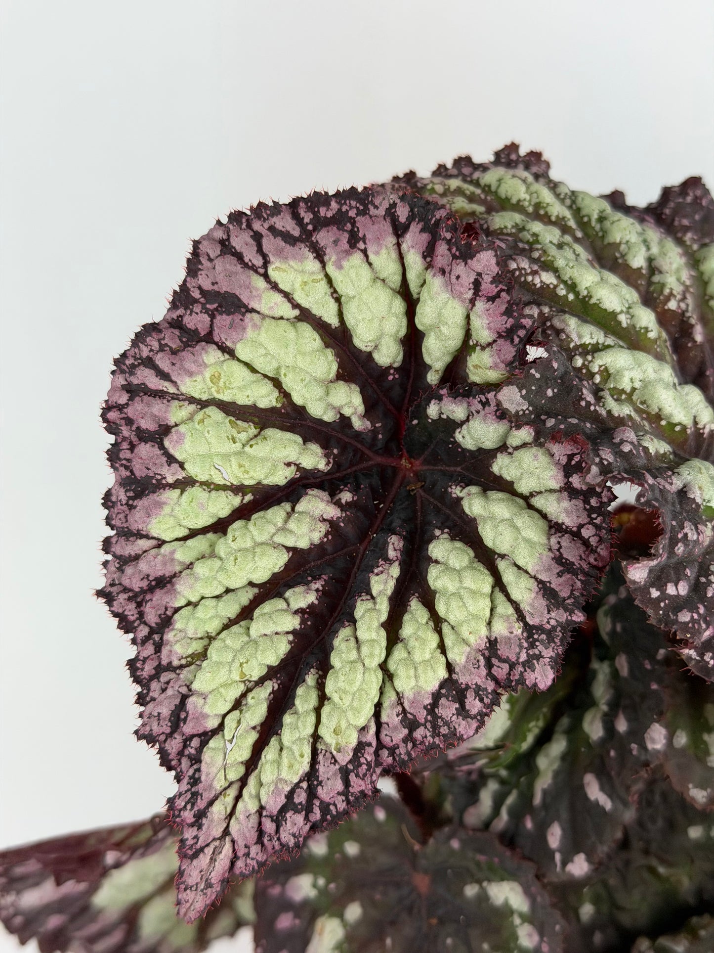 Begonia Fireworks Begonia Tropical Corner