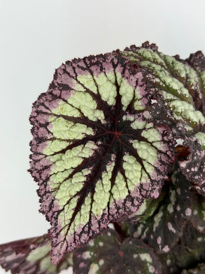 Begonia Fireworks Begonia Tropical Corner