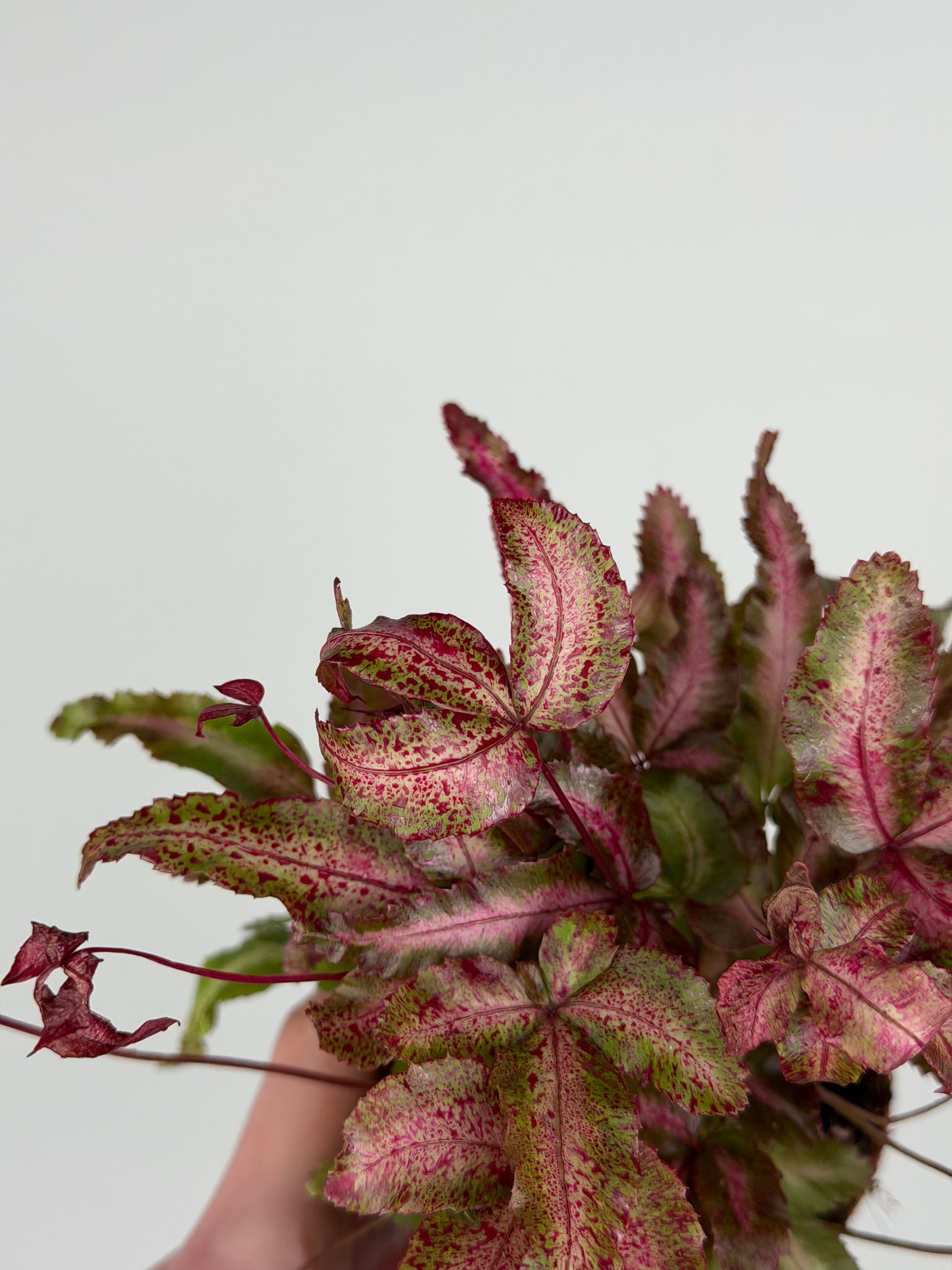 Pteris Cretica Albolineata Make up