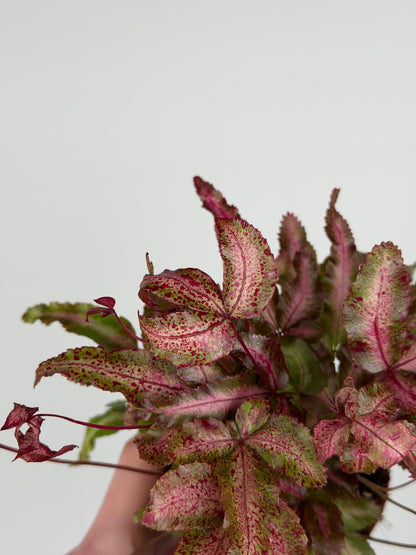 Pteris Cretica Albolineata Make up