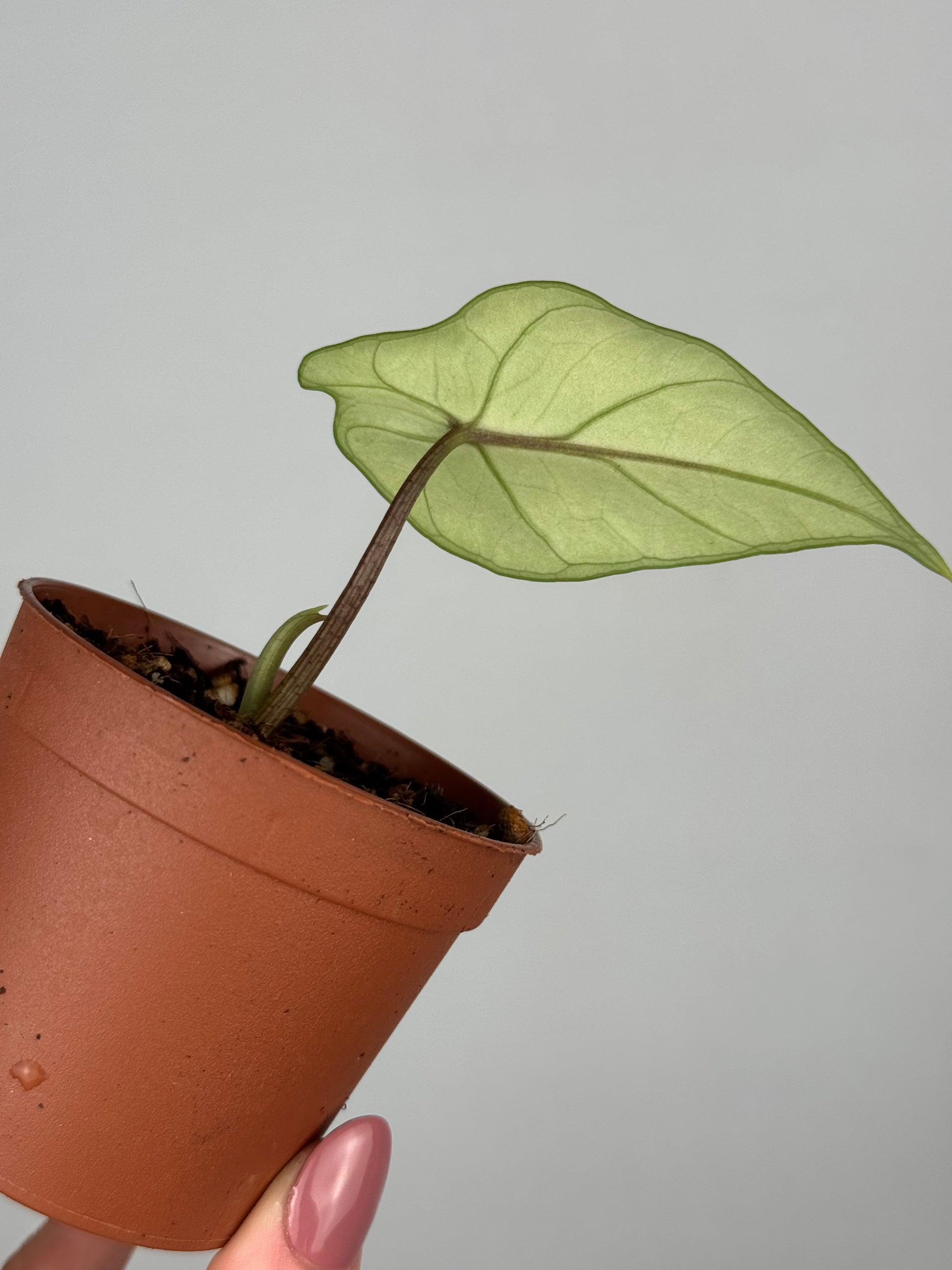 Alocasia Scalprum | Ilde