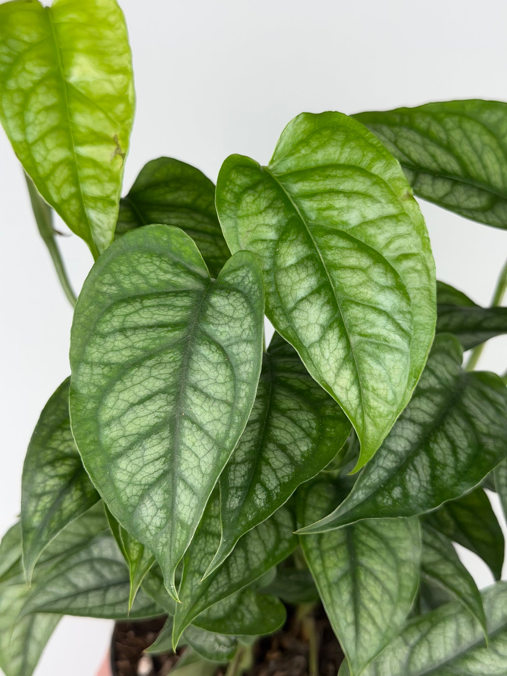 Monstera Siltepecana Monstera Tropical Corner