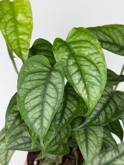 Monstera Siltepecana Monstera Tropical Corner